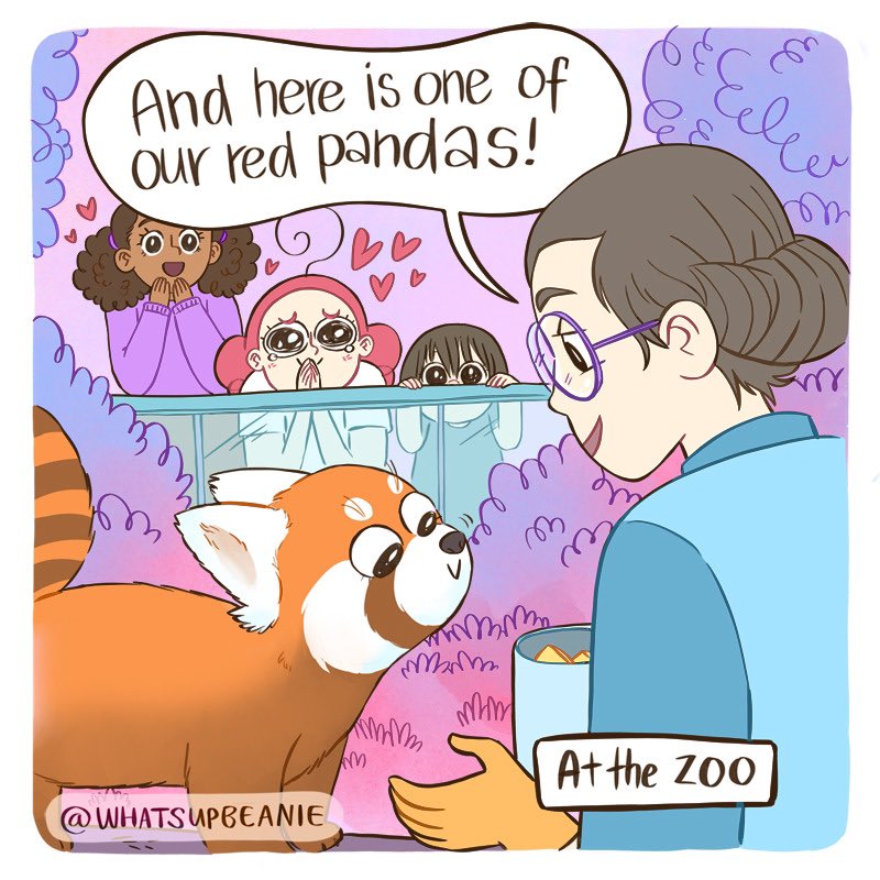 (1/3) Red pandas 