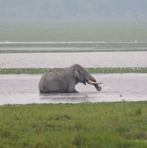 Ending the day with a #WorldElephantDay2022 post !!! #elephant #elephantday #WorldElephantDay #kaziranga #pachyderm