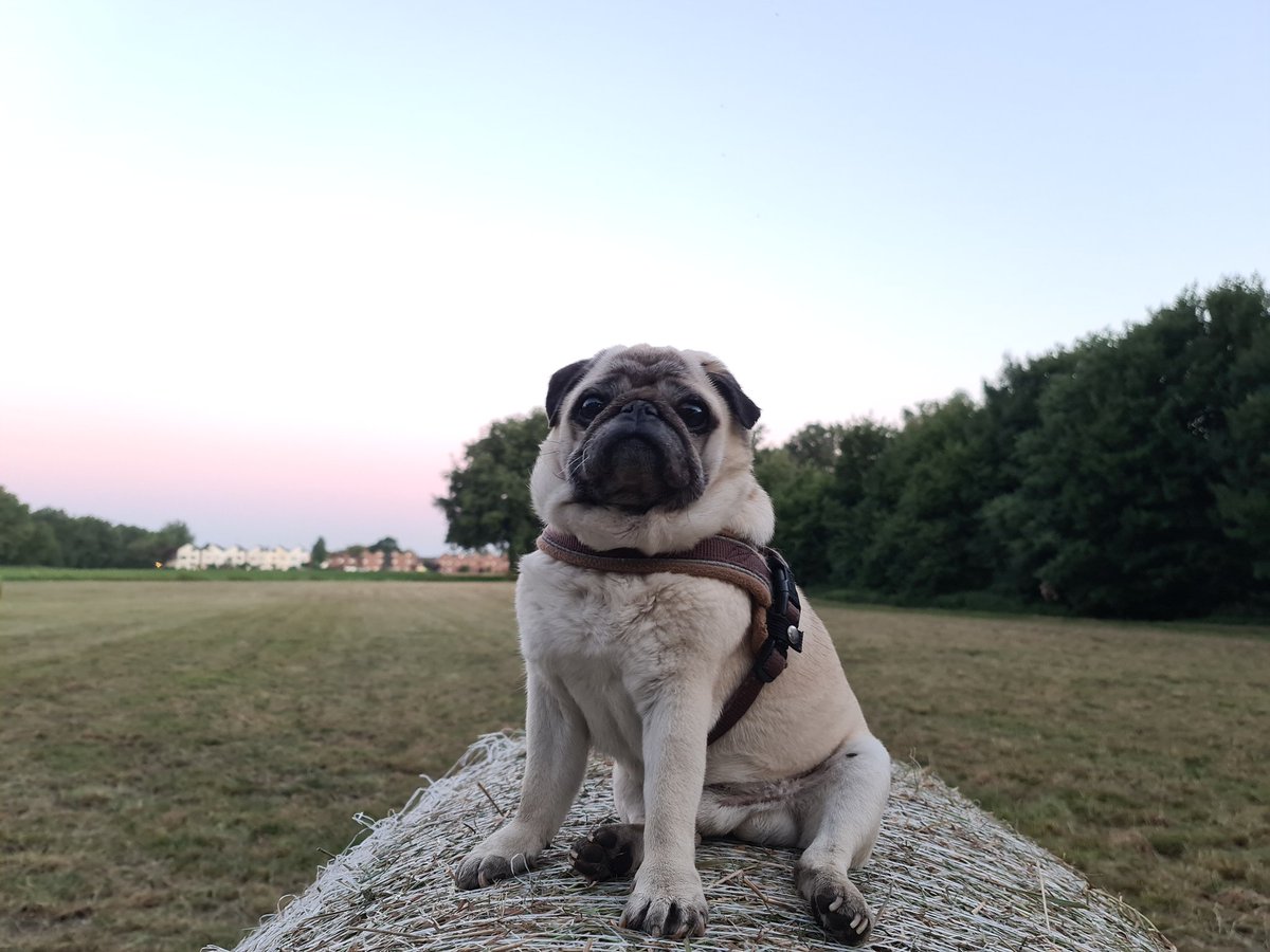 Sitting on a hay bales #pugs #pugsoftwitter #dogsoftwitter #dogs #dogphotography