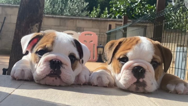 FrenchBulldogC4's tweet photo. #frenchbulldog #frenchie #frenchiesofinstagram #dogsofinstagram #dog #frenchies #frenchielove #puppy #bulldog #frenchiepuppy #frenchbulldogsofinstagram #dogs #frenchieoftheday #frenchielife #puppylove #frenchiesociety #frenchbulldogs #bulldogfrances #frenchiegram #puppies https://t.co/0DyoIf8fxQ