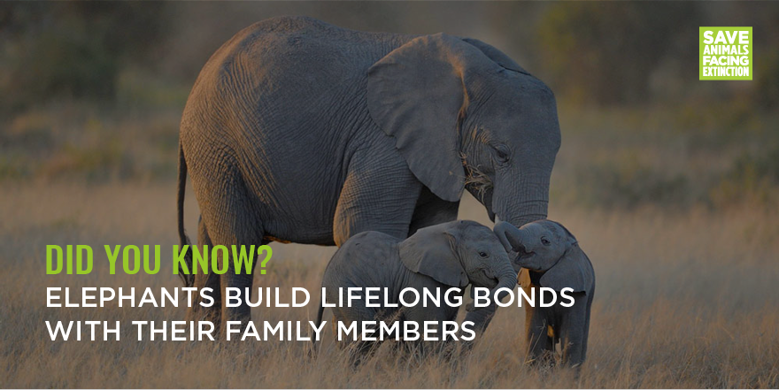 SaveAnimals's tweet photo. Today is #WorldElephantDay! 🐘🐘🐘 These majestic creatures, and the bonds they form with their families, will forever warm our hearts. That’s why we need to keep up the fight to stop poachers every single day. https://t.co/fEGsGpSNol