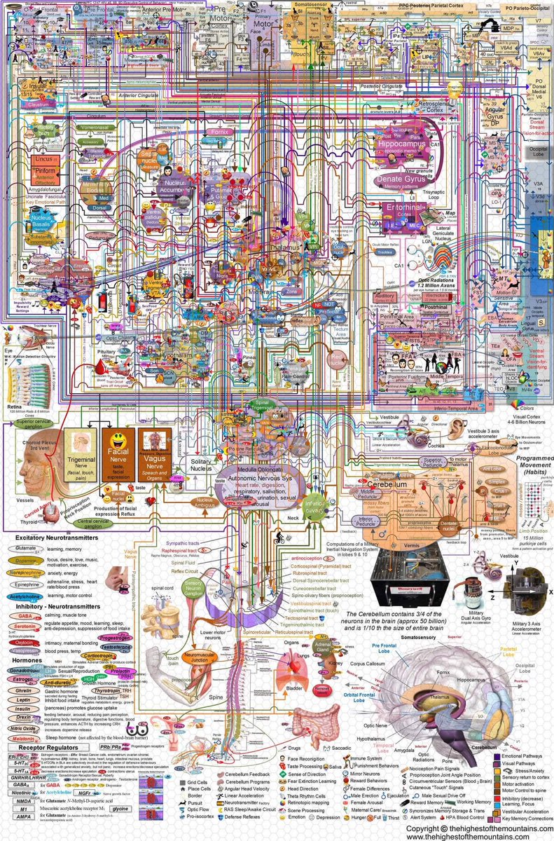 RT @Neuro_Skeptic So this amazing image comes from an anti-evolution website (https://t.co/rsZGr51LkT). A map of the brain. The creator says "Do you really still believe that all these circuits can be wired up by chance"? Well, no. Because not pictured are 100s of millions of years of evolution.