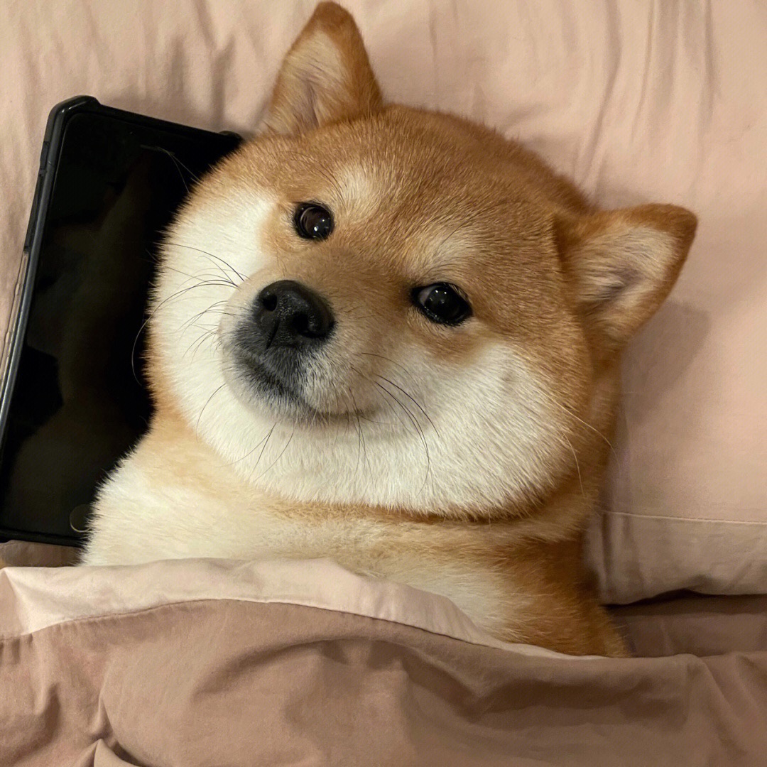 wgdbfns's tweet image. Sorry, I&apos;m Chinese, but I have to go to Japan first