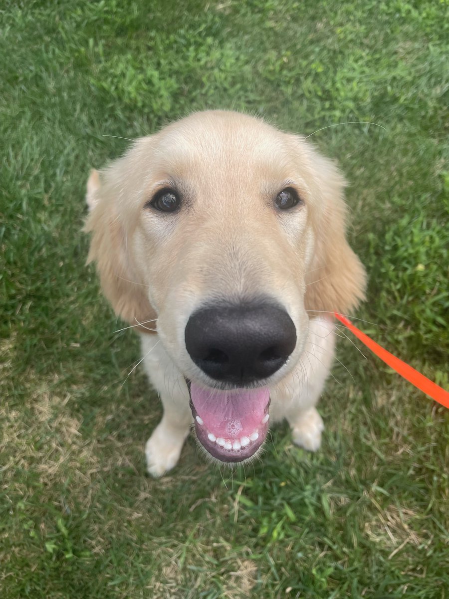 ExclusivelyPet's tweet photo. BOOPS FOR YOU 🐕🐾
#HumpDay #Wednesdayvibe #WednesdayMotivation https://t.co/l9BKJlIkO7