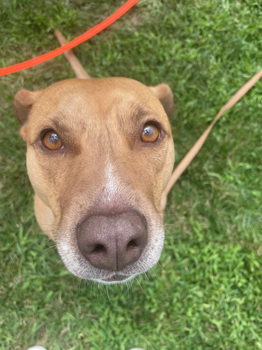 ExclusivelyPet's tweet photo. BOOPS FOR YOU 🐕🐾
#HumpDay #Wednesdayvibe #WednesdayMotivation https://t.co/l9BKJlIkO7