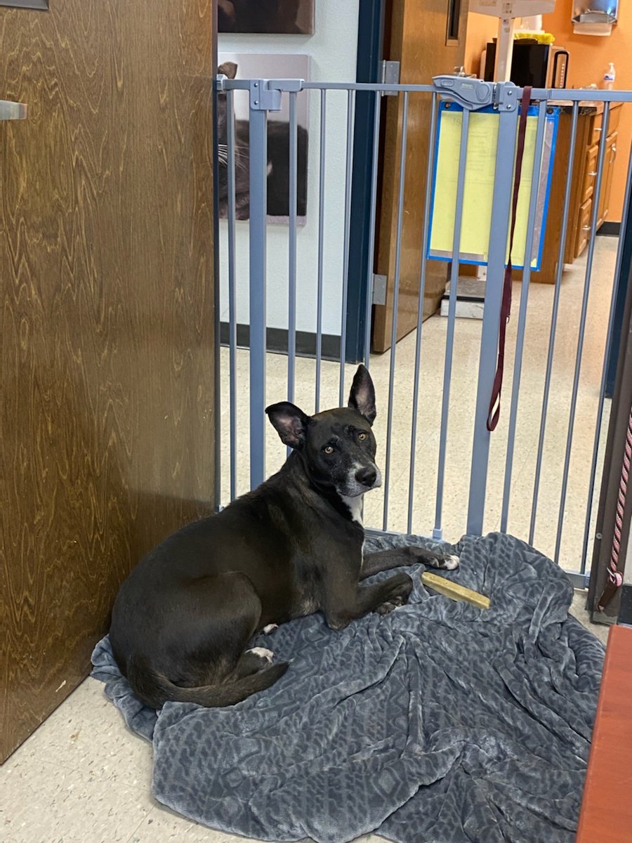 HillsboroughFL's tweet photo. Our furry friends at the Pet Resource Center are getting extra love on this National Spoil Your Dog Day. These #PRCpets are hanging out in staff offices due to the shelter being over capacity! 🐕 🐈 To search all of the available #PRCpets, visit: https://t.co/k6TlHI6oDw https://t.co/BJjfXdeCUK
