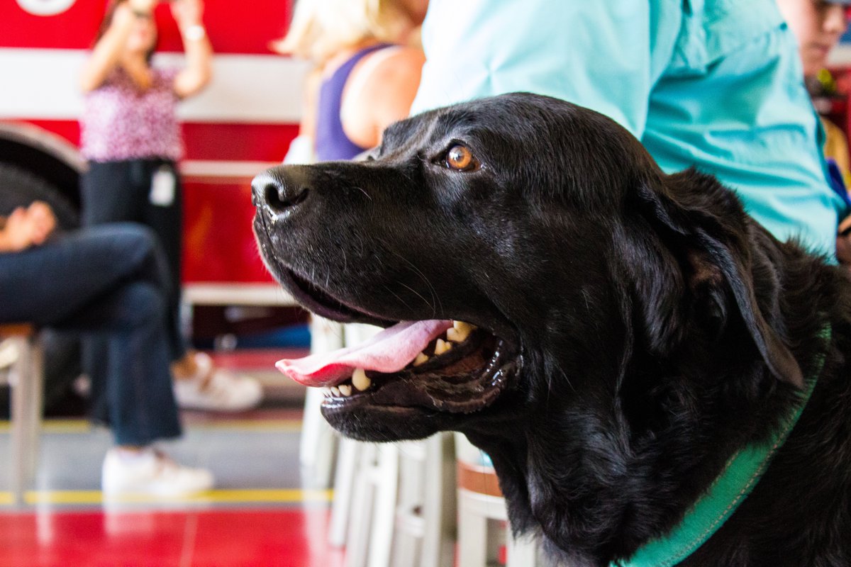 HCSOTexas's tweet image. We are proud to announce Max as the first Honorary Sheriff&apos;s Office K9. Welcome to the family, Max!

Max heroically saved his owner by alerting first responders to her location, after being lost for 3 days. Max had no food or water, yet he refused to leave his owner&apos;s side. #Hero