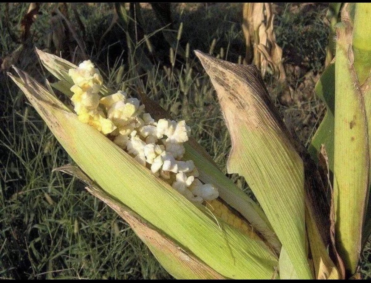 Adana ne kadar mı sıcak?