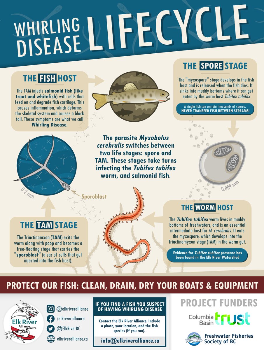 ElkRiverBC's tweet photo. Whirling disease is caused by a parasite called Myxobolus cerebralis. Learn about its lifecycle! 

Funding for the whirling disease education project was provided by @TheTrustInfo and @Go_Fish_BC. 

#infographic #scicomm #science #biology #bcfishing #trout #bc #ab #flyfishing https://t.co/WyUgDoYwFU