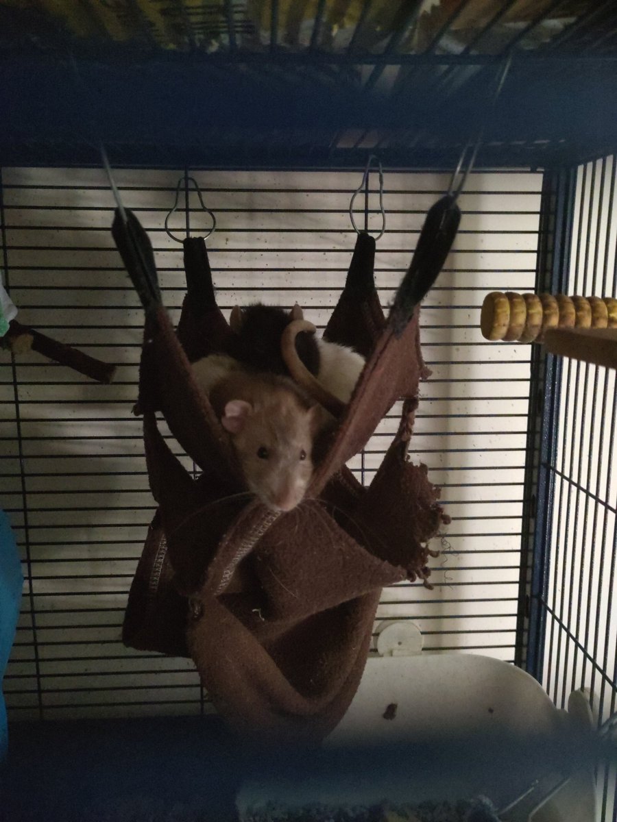 To think I've been so worried about keeping the squeakies cool!