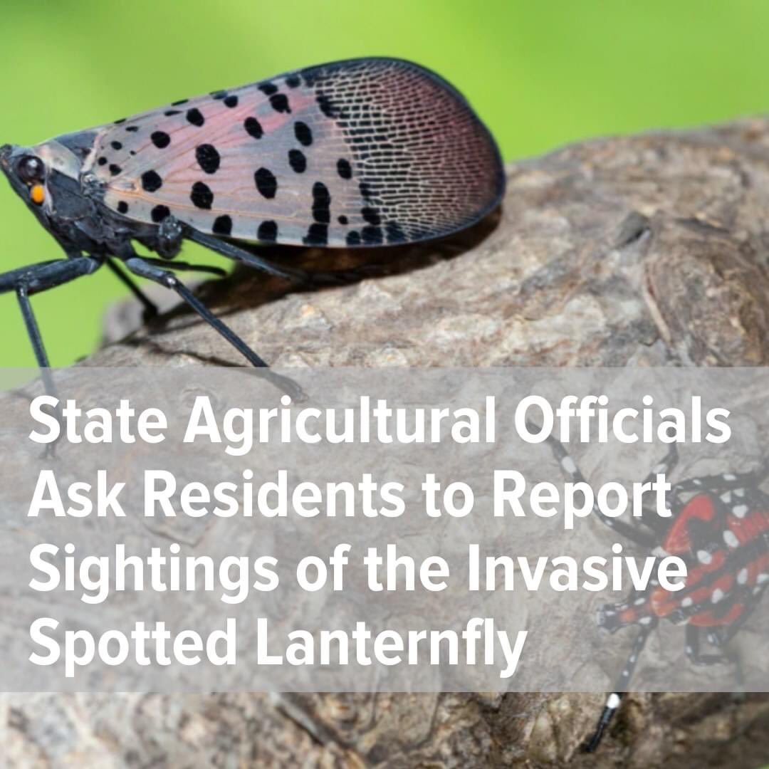 The Mass Department of Agricultural Resources (MDAR) today announced that an infestation of the invasive insect known as spotted lanternfly (SLF) was found in the City of Springfield last week. For more information on how to identify or report one visit: mass.gov/news/state-agr…