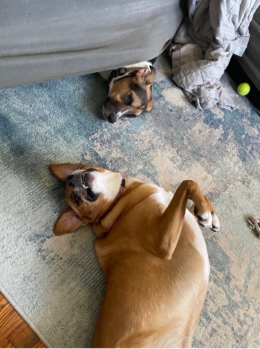 DBBS SAC tweet media