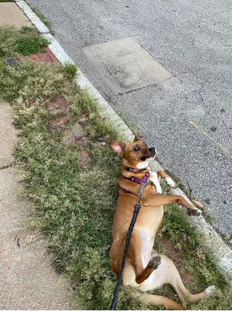 DBBS SAC tweet media