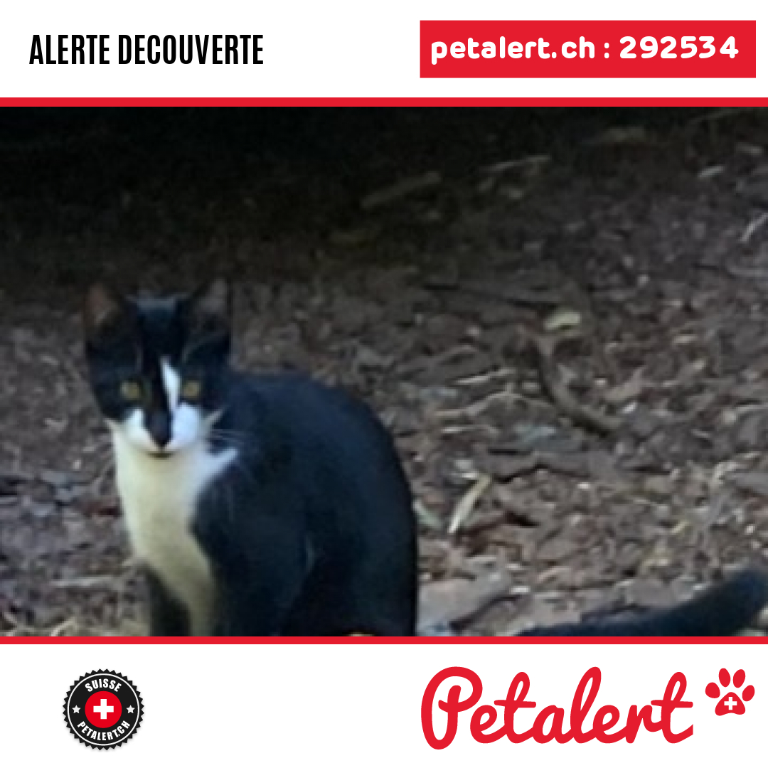 petalert_suisse's tweet photo. Trouvé #Chat #Vaud #Baulmes #Petalert #PetAlertVD / https://t.co/P8WzziVNIQ https://t.co/U67kh7uuNY