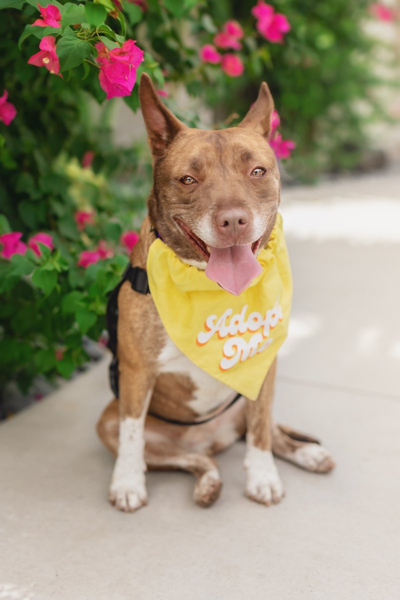 animalfndlv's tweet photo. She’s a stunner! 🤩

Rogue recently got a break from the shelter, and she took a trip to Fremont Street and the Arts District.

“She was a very good girl who walked well on a leash and was very friendly towards other dogs and all the strangers."

ADOPT Rogue! Her ID# is A1231179. https://t.co/8Dj26fiQSN