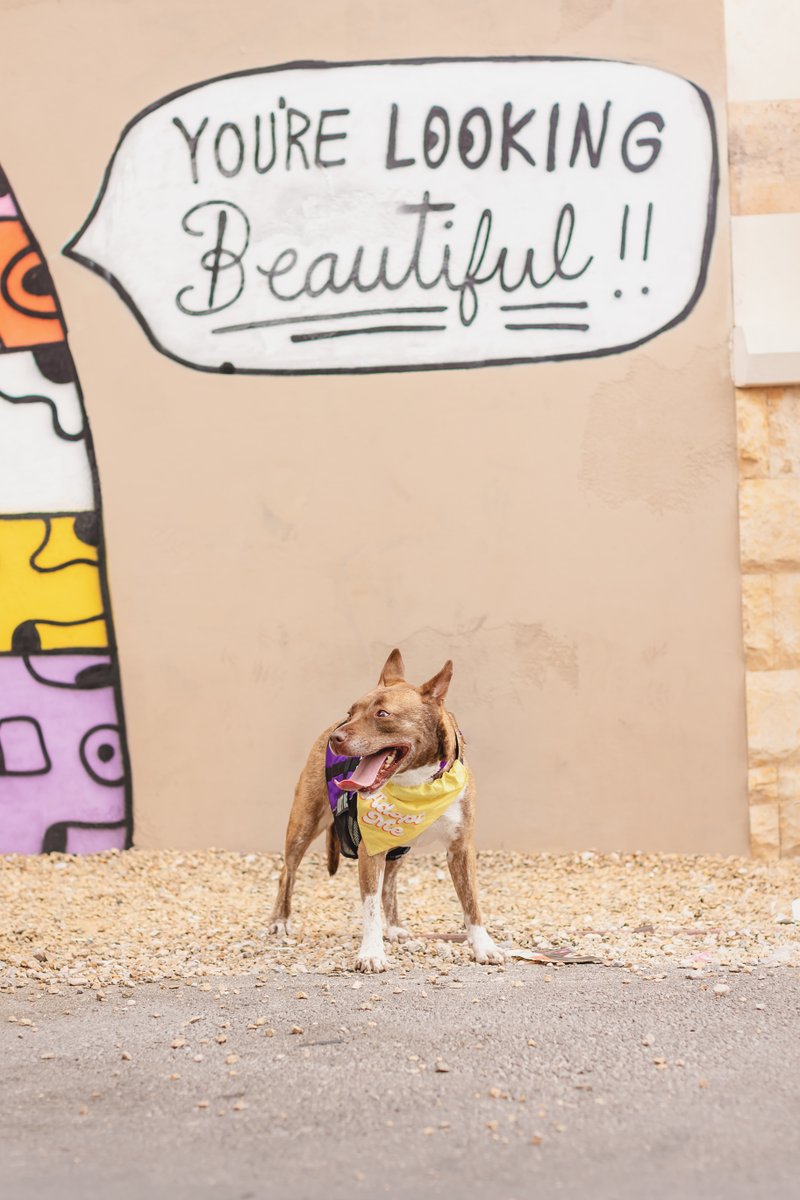 animalfndlv's tweet photo. She’s a stunner! 🤩

Rogue recently got a break from the shelter, and she took a trip to Fremont Street and the Arts District.

“She was a very good girl who walked well on a leash and was very friendly towards other dogs and all the strangers."

ADOPT Rogue! Her ID# is A1231179. https://t.co/8Dj26fiQSN