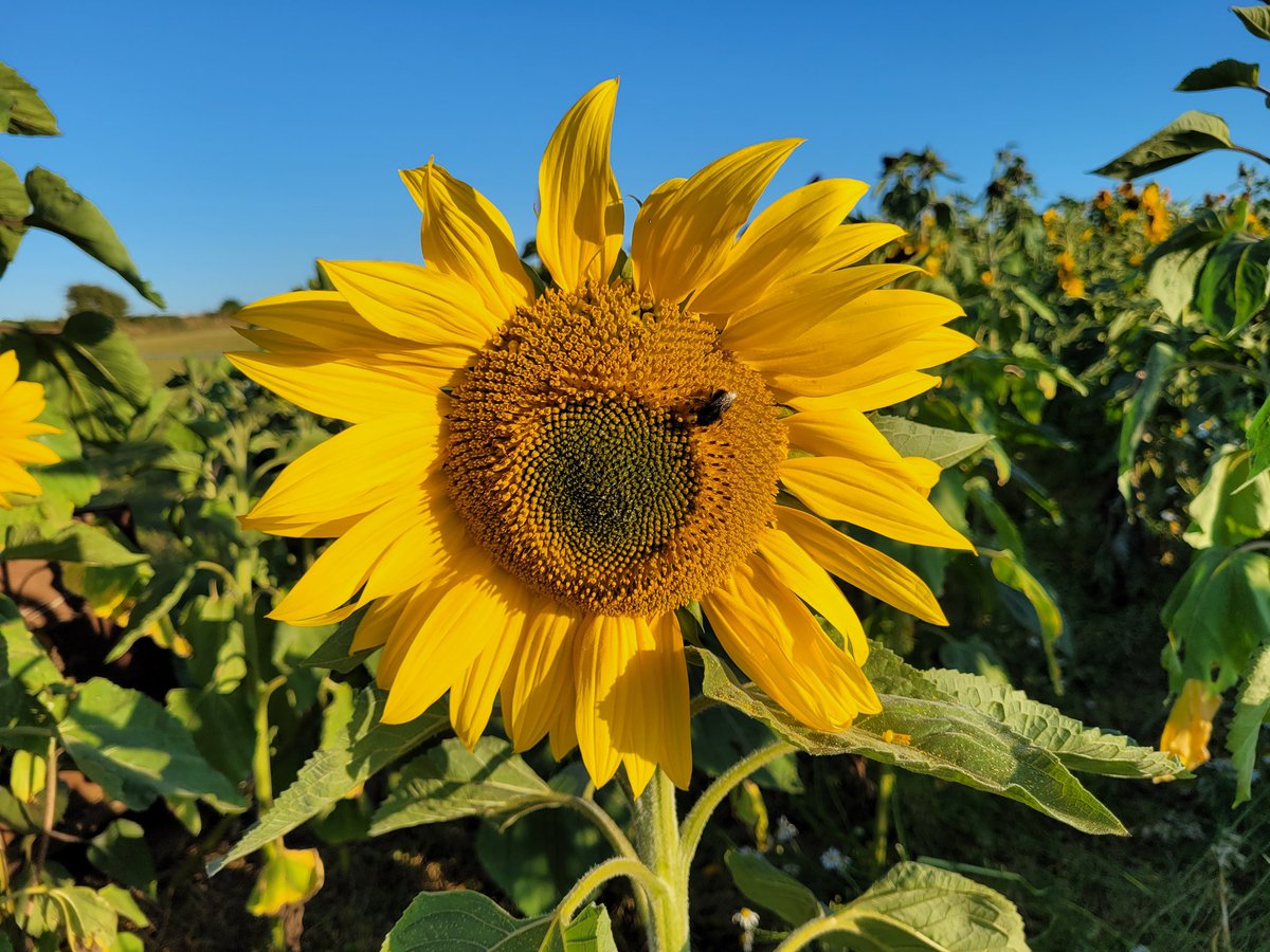 wendy_TRG's tweet photo. The end of the day at #PembrokeshireSunflowers  looking towards Carningli. Over 1 million Sunflowers alive with the sound of bees, Linnets and Goldfinches. Well worth a visit @VisitPembs https://t.co/rwQwBAU8QL