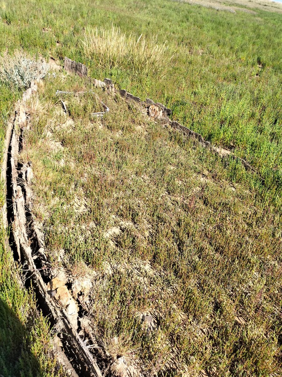 Is this an old wooden boat emerging from a very dry saltmarsh