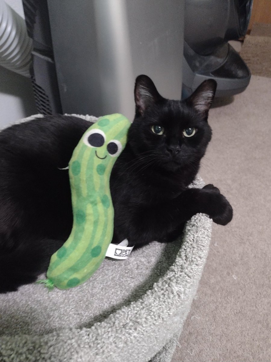 Memes to Show Your Cat (@showyourcat) on Twitter photo 