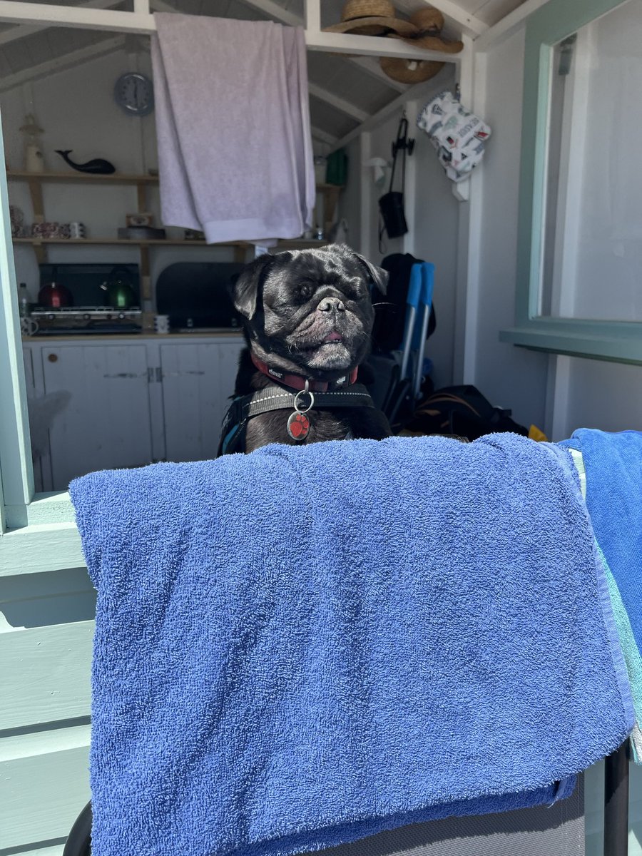 pug_buster's tweet photo. Im a beach pug in a beach hut 🛖 🐶💙🌊🏖☀️#pug #dogsoftwitter #dogs https://t.co/IYqTTut8Hc