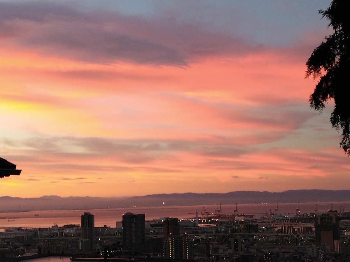 数々のアワードを受賞 南十字星 0805bさるのこしかけ Fmm Tn