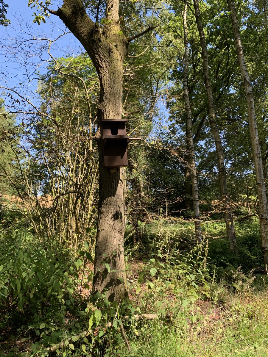 AhughPulsford's tweet photo. Take a tree, centre of wood, branches above, get a designer short cavity, oval hole latest smaller cavity Tawny Owl box, then put up 6. @SMRG_Ringing https://t.co/QVUa9LvQv9