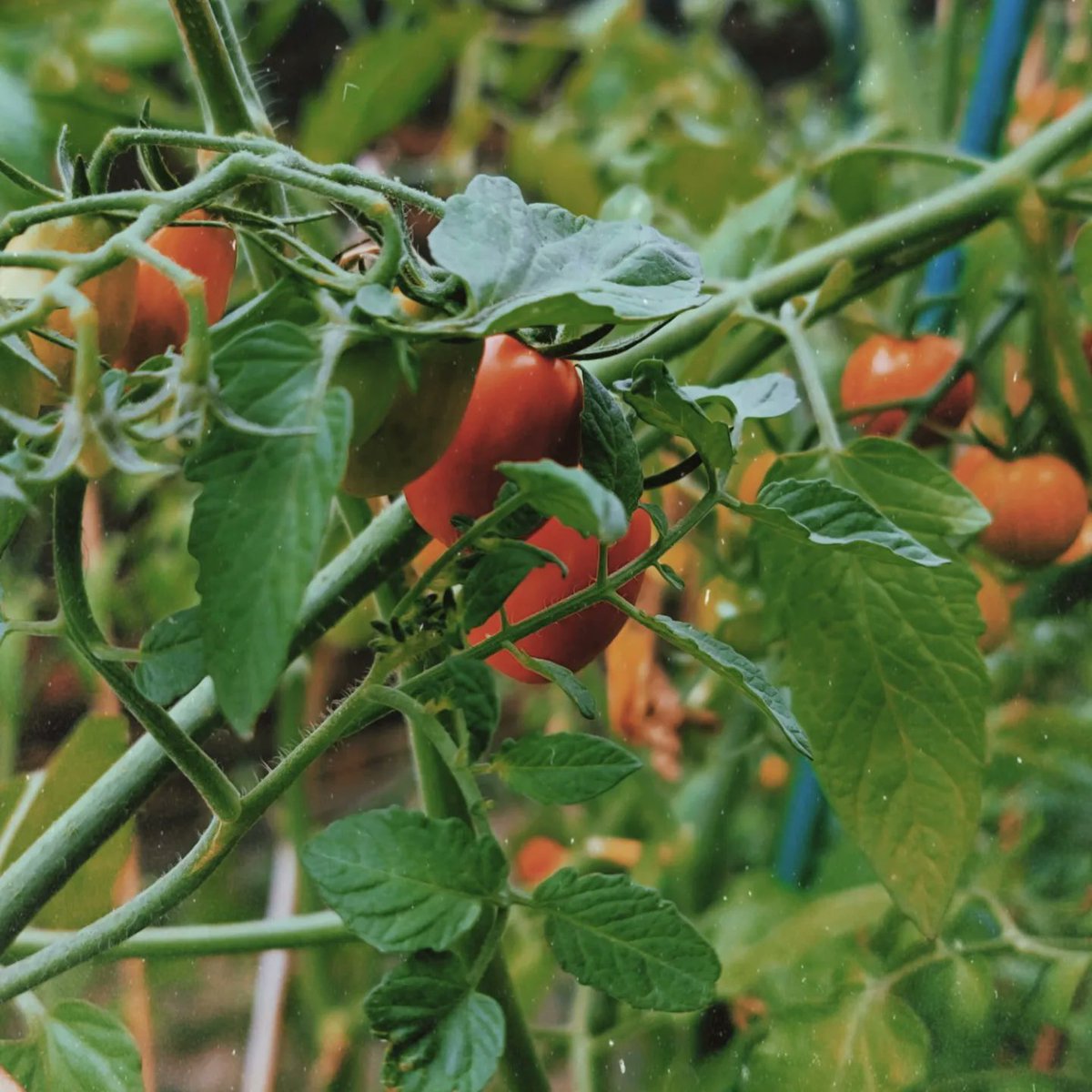 😬 Unfortunately our delivery has been delayed this week thanks to our friends at the OCS. But we still do have lots of good smoke &amp; lot's of free food in the community garden!

💚 Thanks for your patience &amp; support friends
#ocs #ontariocannabis #communitygarden #retailcannabis
