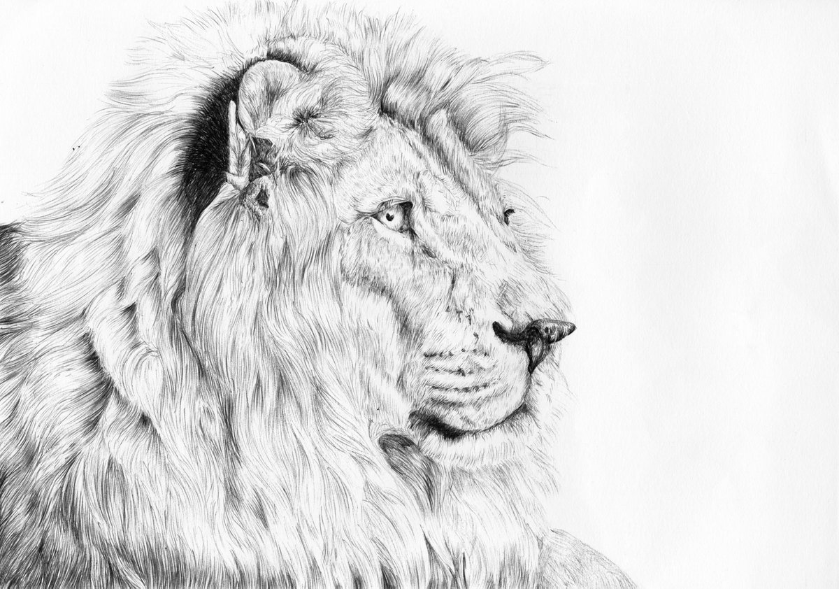 Happy World Lion Day!

#InternationalLionDay  #WorldLionDay #animalart