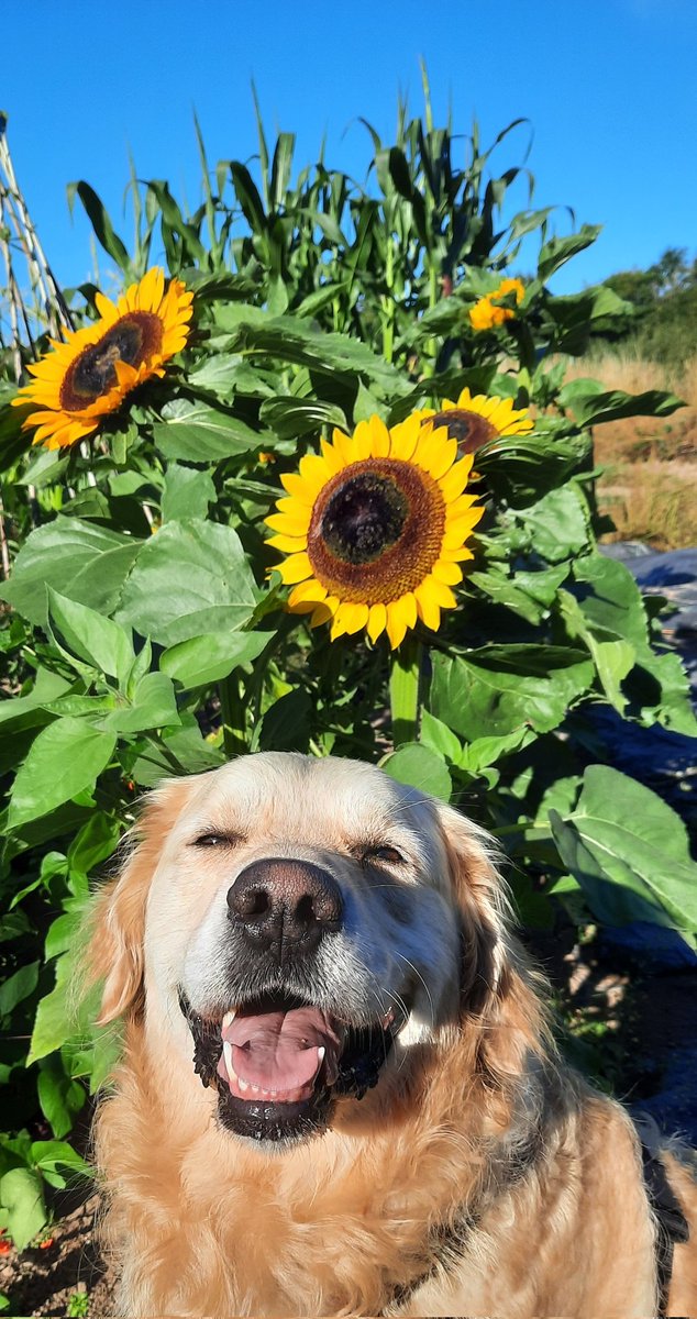 I think if Golden retrievers were a flower, they would be a sunflower 🌻 🌻 🌻 
#goldenretrievers #DogsofTwittter