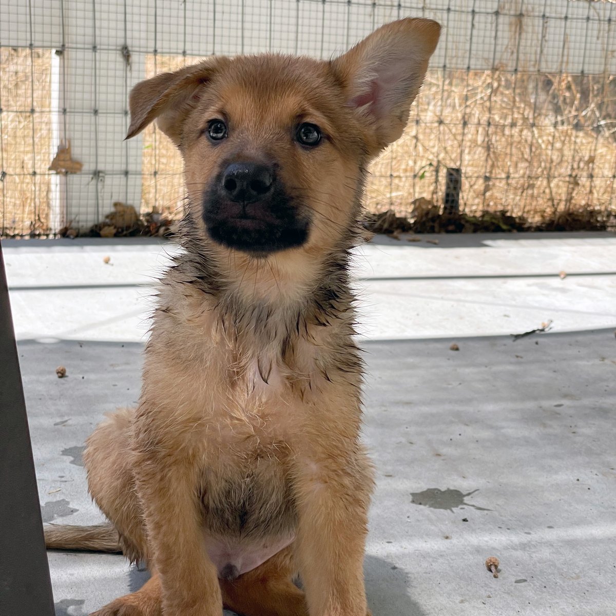 LivingFreeRescu's tweet photo. Name our newest #rescues - 5 #BelgianMalinois mixed #puppies! We need unique, never used names. This is tough because we've been rescuing #dogs for over 40 years! There are 3 boys and 2 girls. Tweet us your suggestions. #animalrescue #rescuepuppies https://t.co/owl0802Rhf