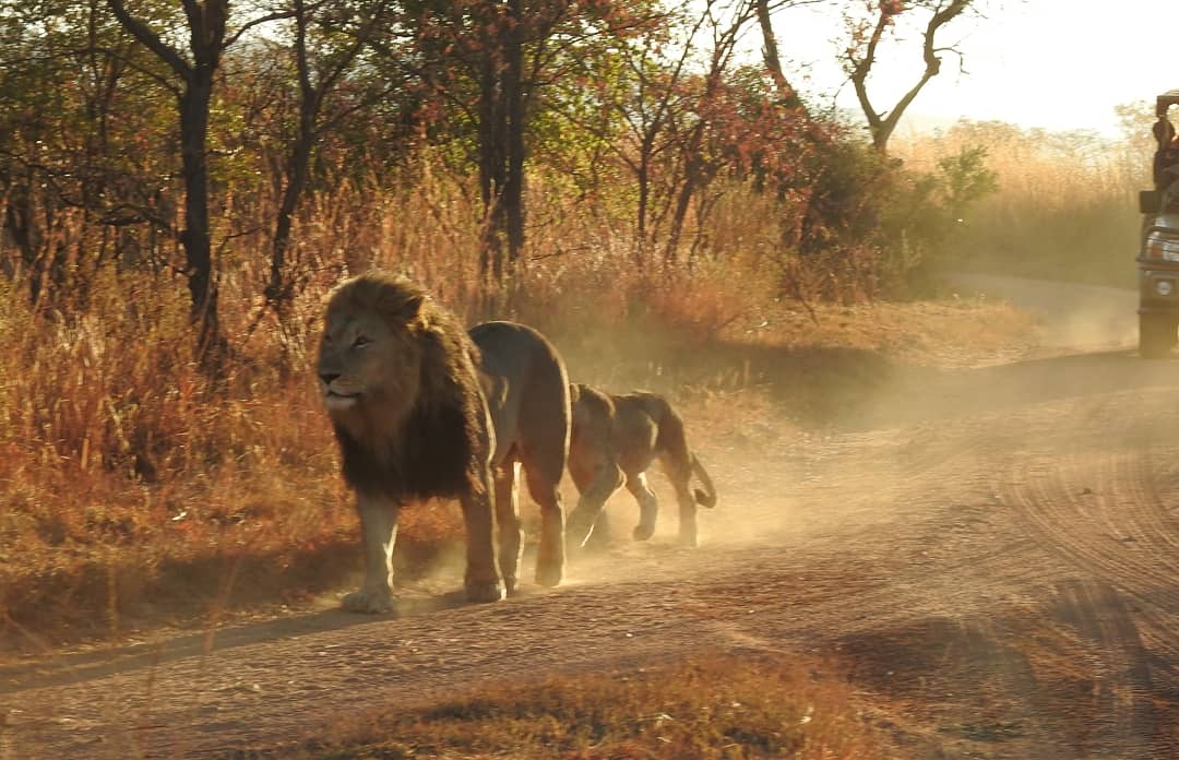 stevanderson's tweet photo. #WorldLionDay unbelievably to have a chance to see them in Africa is something I'll never forget #bigfivemarathon https://t.co/VmzsTTAujY