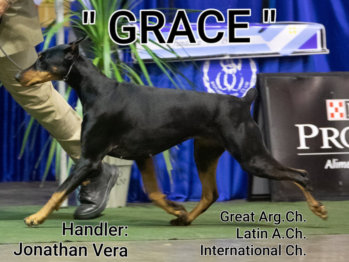 Perros_EnAccion's tweet photo. DARK DIAMOND ARGENTINA
Registro FCA N° 32128
Raza Dobermann en Argentina
Propietaria Patricia Maldonado
Mail pjdarkprince@gmail.com
Handler Jonathan Vera
@Perros_EnAccion REDES
#PerrosEnAcción
#Perros
#Exposiciones
#DarkDiamond
#Dobermann https://t.co/5V9HhYJK41