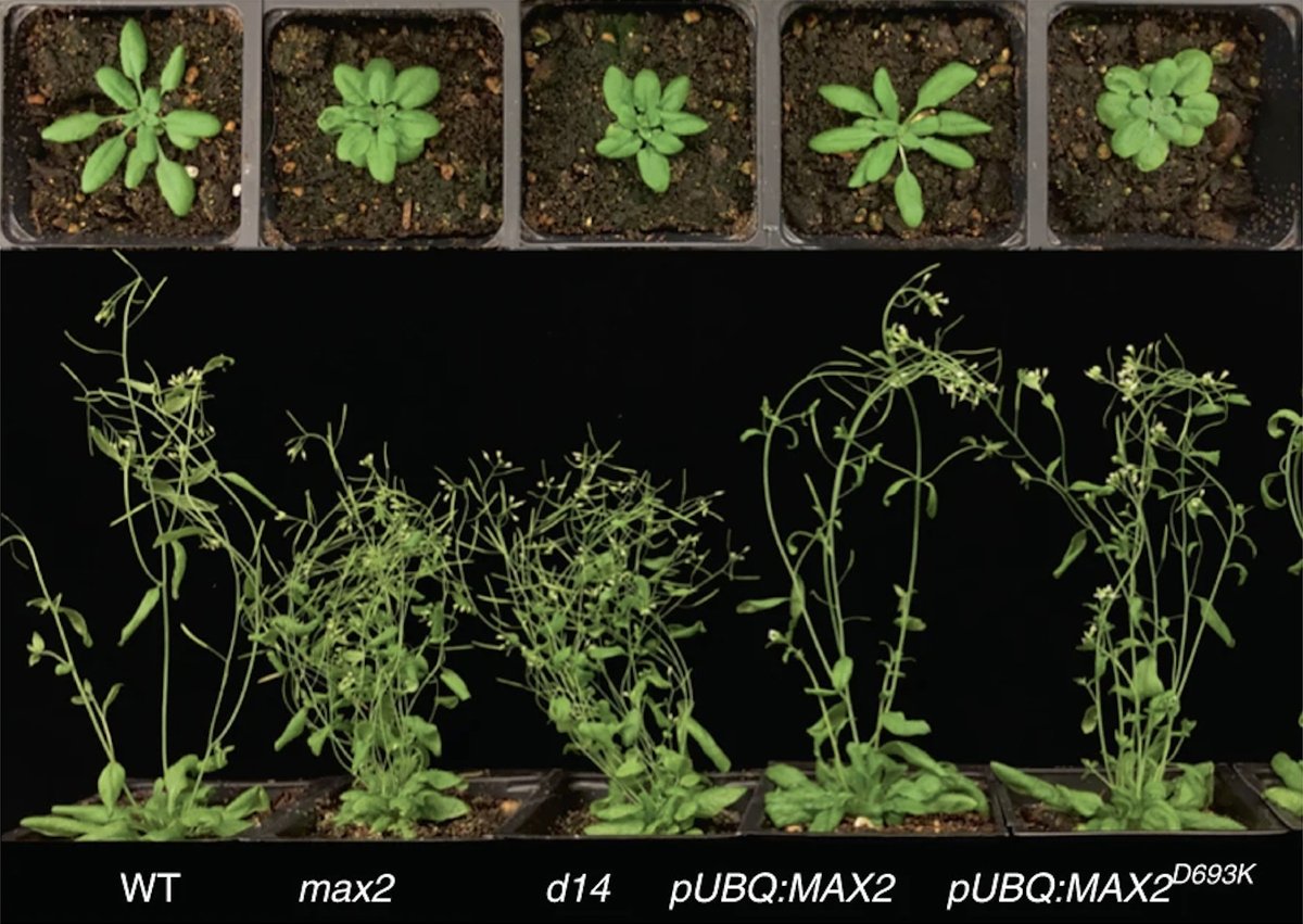 Roots or shoots? Scientists found a molecular switch that triggers modifications to plant structure in response to environmental conditions. The work could help minimize destructive parasitism, promote symbiotic relationships, and improve nutrient uptake.
als.lbl.gov/molecular-swit…