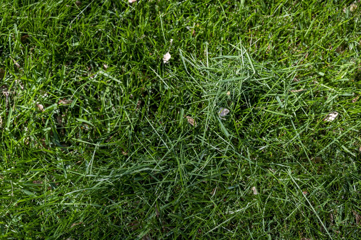 CityofEdmonton's tweet photo. The weather’s beautiful in Edmonton, and changing how you #GoBagless in hot weather is important. Know when to mow your lawn to keep it lush and green.
Leaving your grass longer in hot weather protects your lawn and the soil below. For more tips, visit https://t.co/E08NP2jdul. https://t.co/cqSr3nADe6