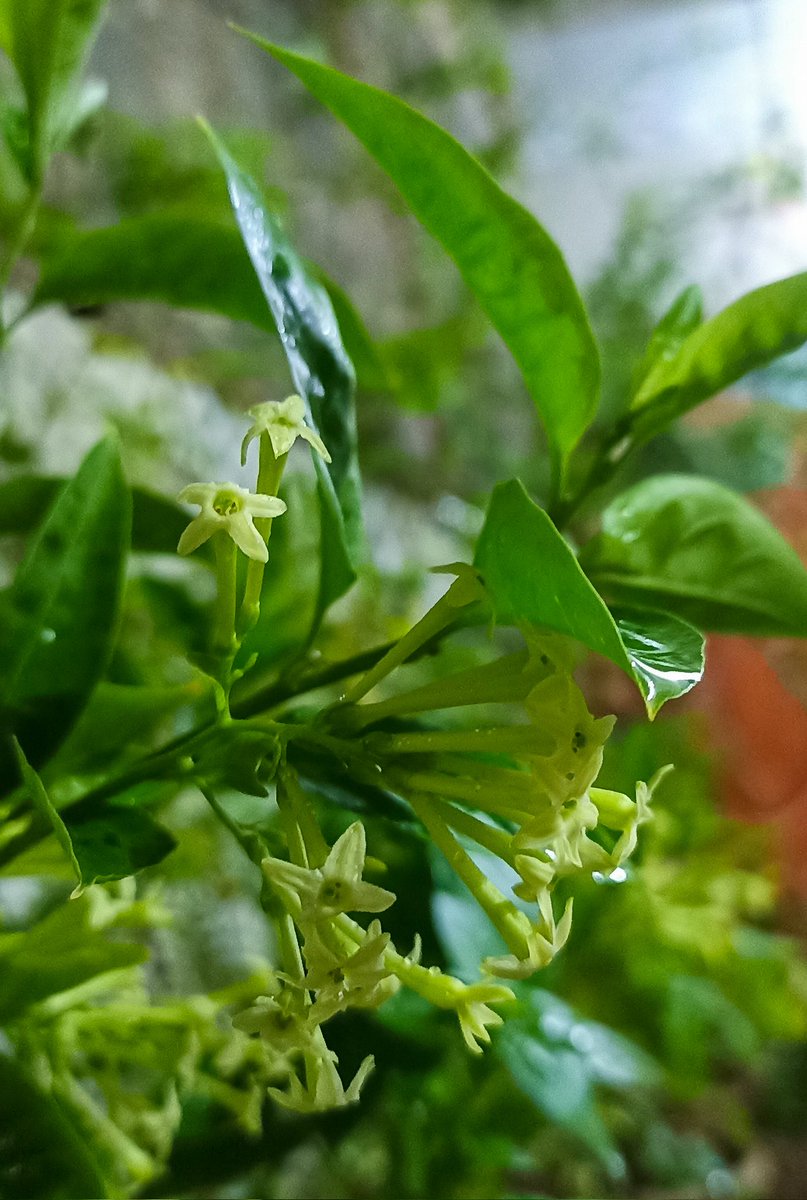 ھلڪي بوندا باندي ۽ رات جي راڻي جي گلن جي سرھاڻ