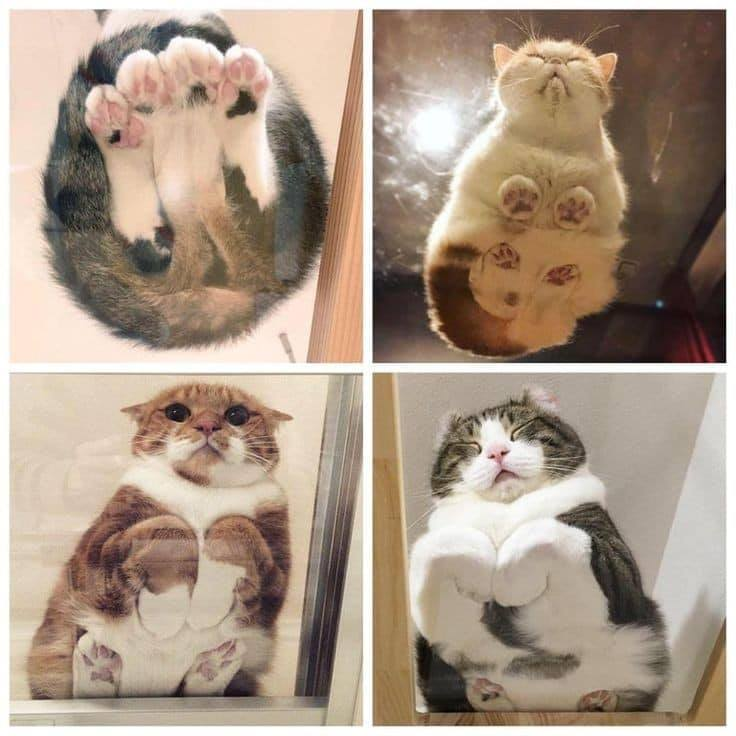 WholesomeMemes (@wholesomememe) on Twitter photo 