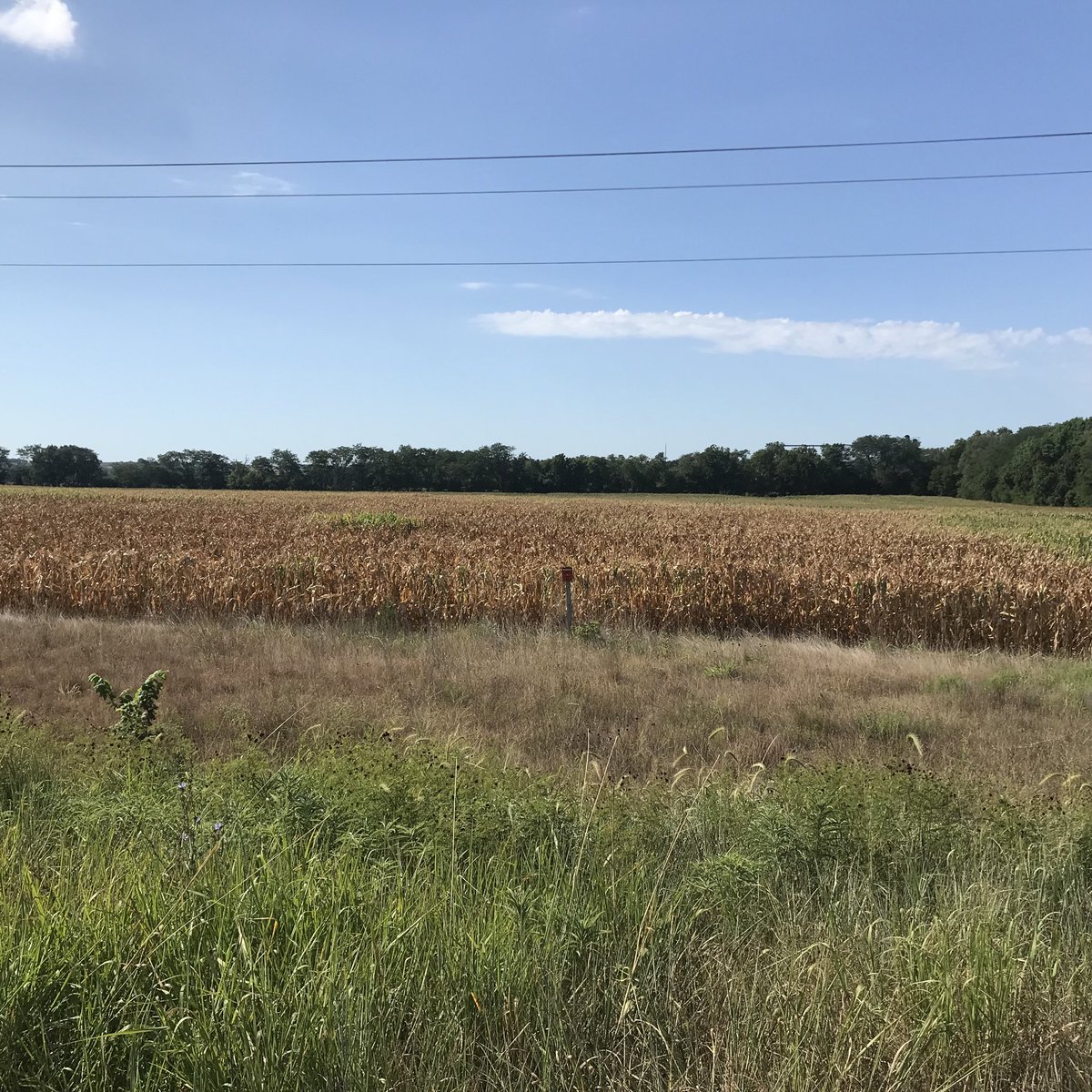SAREMAN (@glesoing2) on Twitter photo The hot, dry weather this summe has taken its toll on non-irrigated corn across Nebraska, especially on less productive soils. This field is even located in the southeast part of the state that has been affected the least by drought the past couple of years <a href="/UNL_CropWatch/">Nebraska CropWatch</a> The hot, dry weather this summe has taken its toll on non-irrigated corn across Nebraska, especially on less productive soils. This field is even located in the southeast part of the state that has been affected the least by drought the past couple of years <a href="/UNL_CropWatch/">Nebraska CropWatch</a>