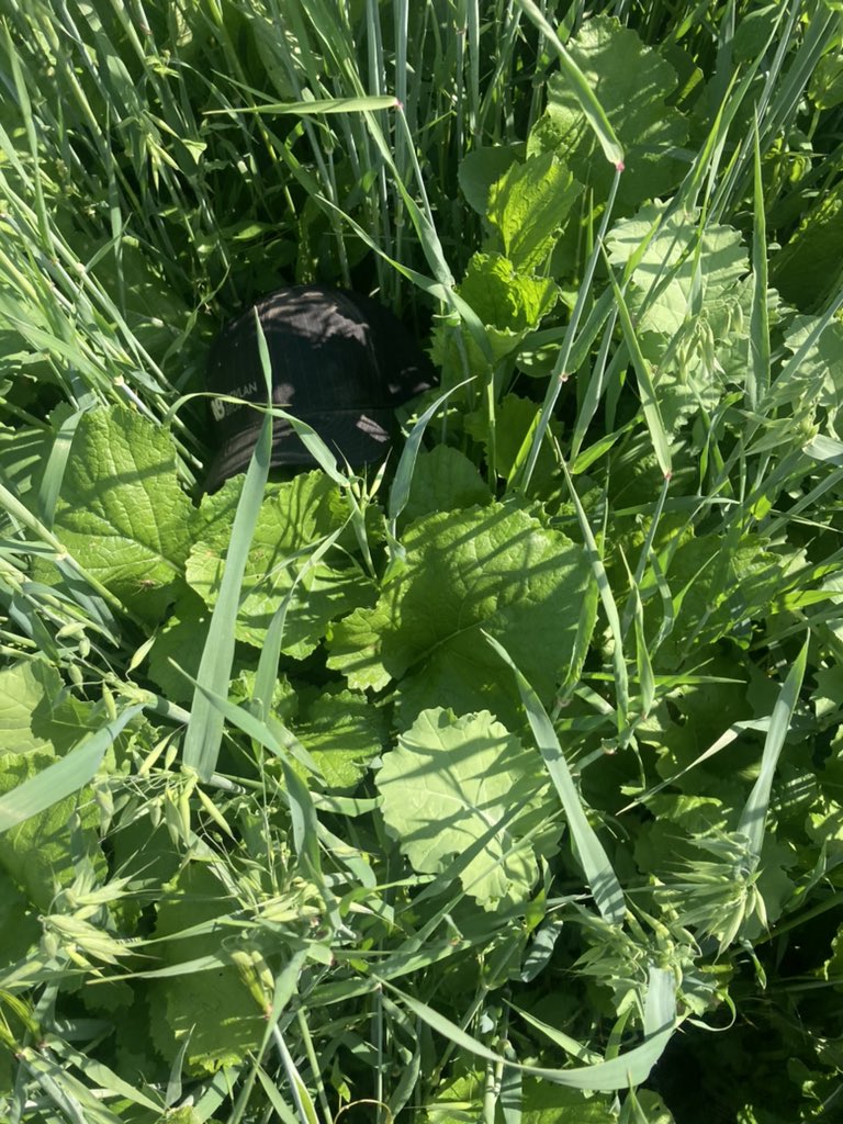 Report: Annual forage mix performs better with rain than no rain. Along with other crops.