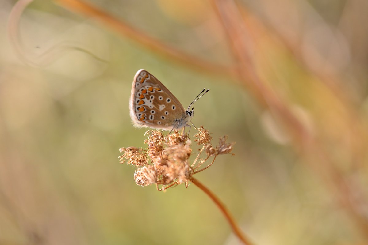 K (@kerry_butterfly) on Twitter photo 