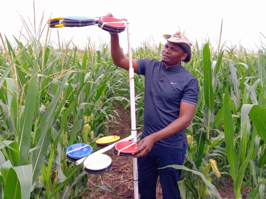 danielwasonga's tweet photo. Setting pollinator, and insect traps to monitor ES in our switchgrass and corn trials @illinois for sust next gen feedstocks! https://t.co/80pzsq42cj