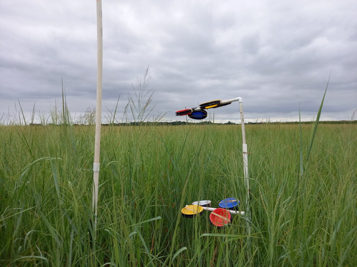 danielwasonga's tweet photo. Setting pollinator, and insect traps to monitor ES in our switchgrass and corn trials @illinois for sust next gen feedstocks! https://t.co/80pzsq42cj