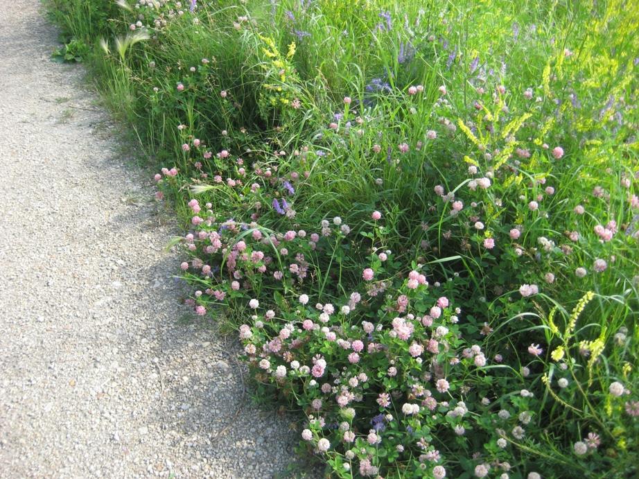 Explore the Transcona Bioreserve Aug 20th with Family Nature Club! We’ll be on the lookout for birds, bugs, &amp; plants in bloom. For kids 8-13 (accompanied by a parent/guardian/caregiver). Find out more/register here: bit.ly/3PCC6bw Photo of Bioreserve plants: Kevin Miller