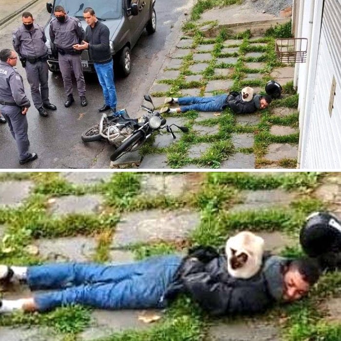 cat that ll make your day tweet media