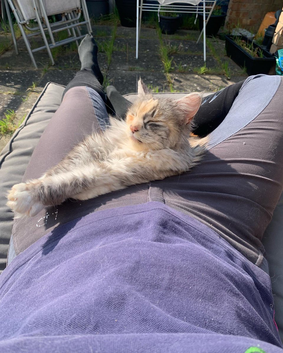 cj_pompey's tweet photo. So it’s 9yrs of loving this one today. She’s still a little madam who has the best resting bitch face but I love her dearly 😻 My little sidekick Luna ❤️ #borninastable #bestfriend #alwaysbymyside #happygotyouday https://t.co/RvwZ0Wh7hM