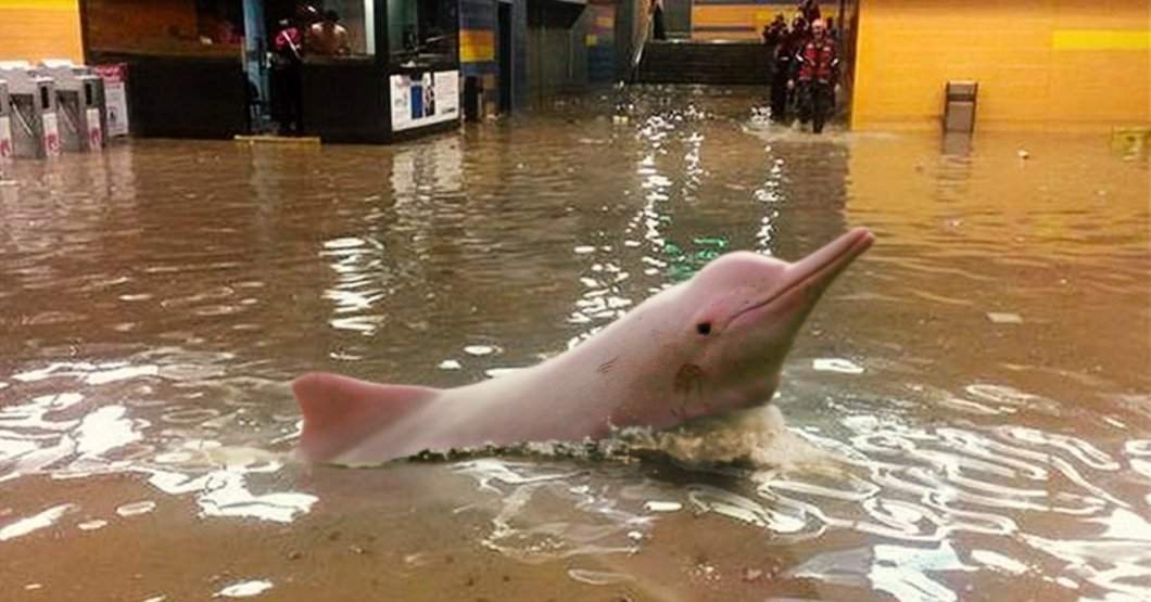 ChiguireBipolar's tweet photo. Fuertes lluvias permiten que toninas vuelvan a su hábitat natural en el Metro de Caracas https://t.co/nIyk0Wzjgv https://t.co/eRIzM0zpCK