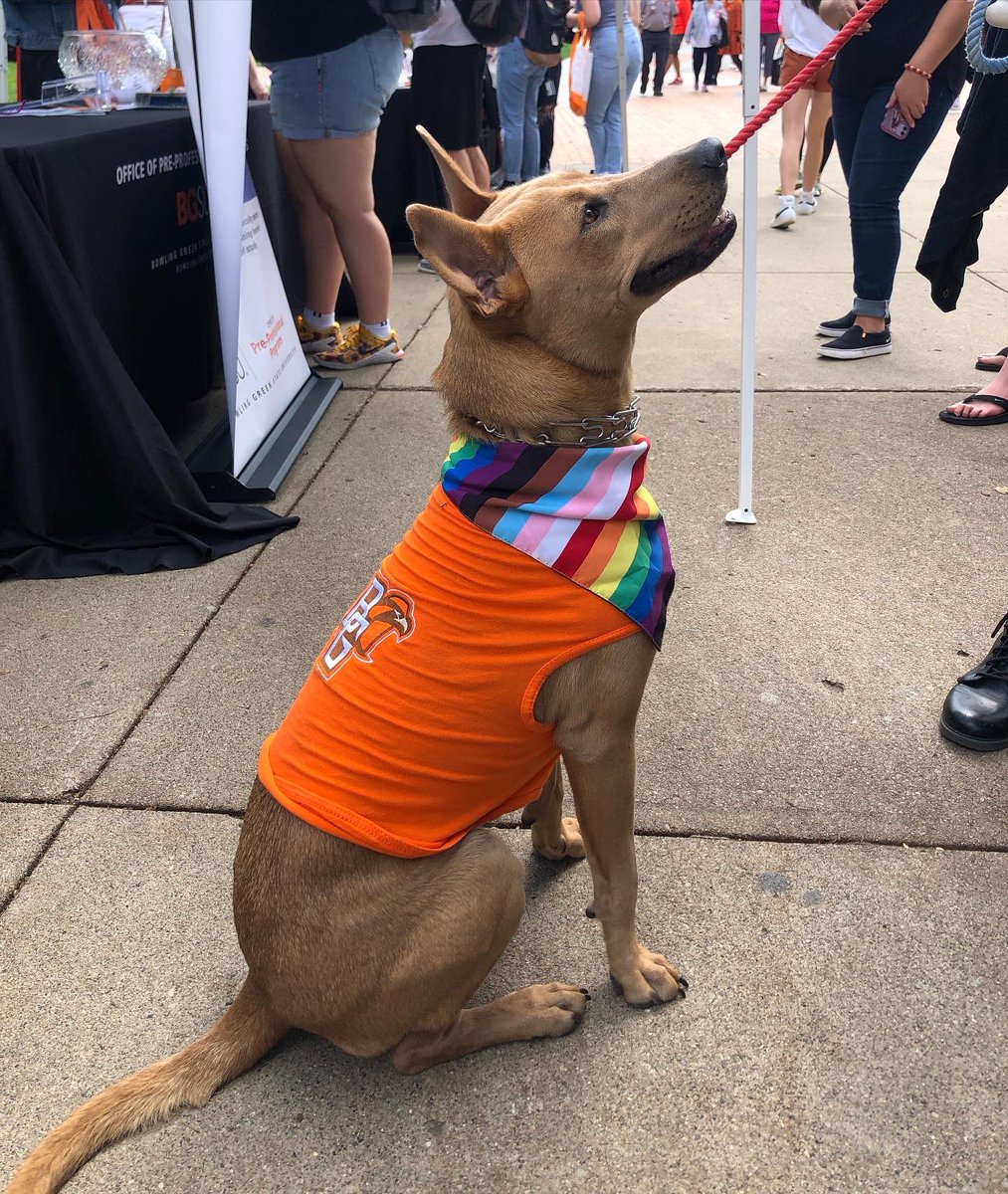 FalconOutfitter's tweet photo. Celebrating #NationalSpoilYourDogDay by gifting our Falcon pups some #BGSU gear! 

What are you doing to spoil your dog today? 🧡

Shop pet:
https://t.co/DDL2FXxMP9 https://t.co/FNVf7A1zqQ