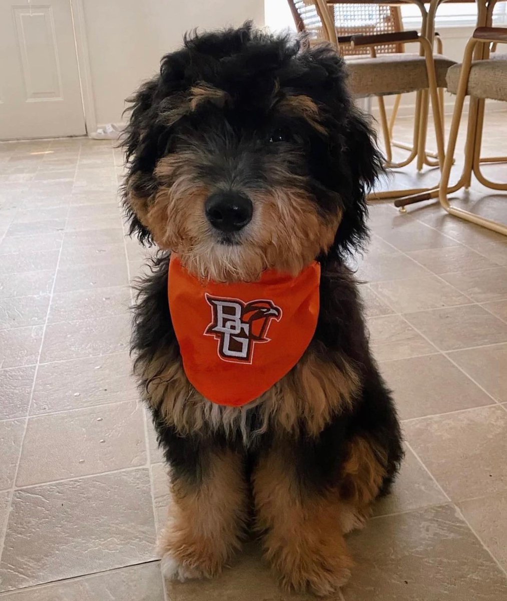 FalconOutfitter's tweet photo. Celebrating #NationalSpoilYourDogDay by gifting our Falcon pups some #BGSU gear! 

What are you doing to spoil your dog today? 🧡

Shop pet:
https://t.co/DDL2FXxMP9 https://t.co/FNVf7A1zqQ