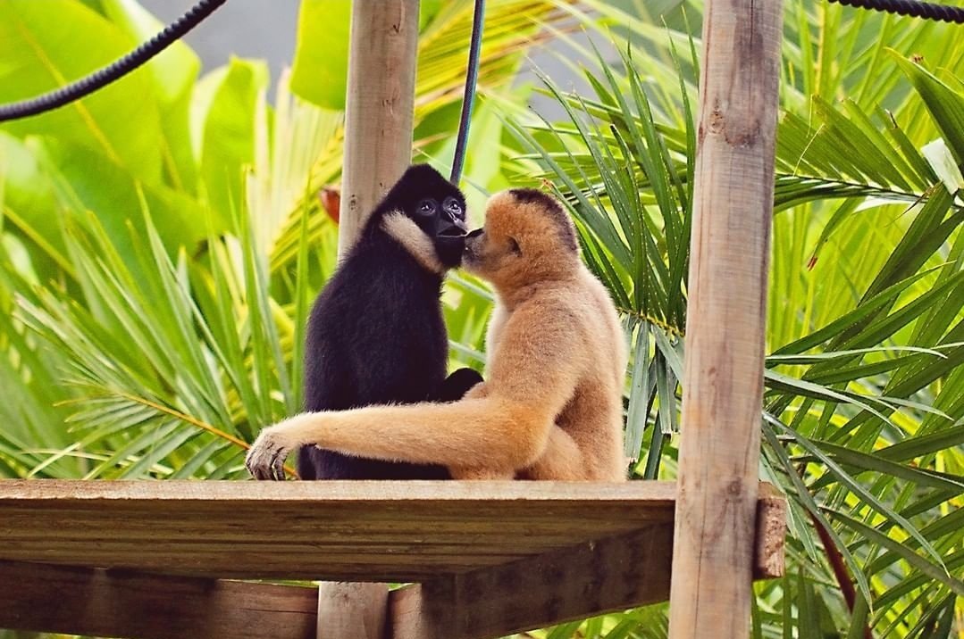 roundgib's tweet photo. Two white-cheeked gibbons look around at their new, bigger enclosure https://t.co/onVpiFUmgJ