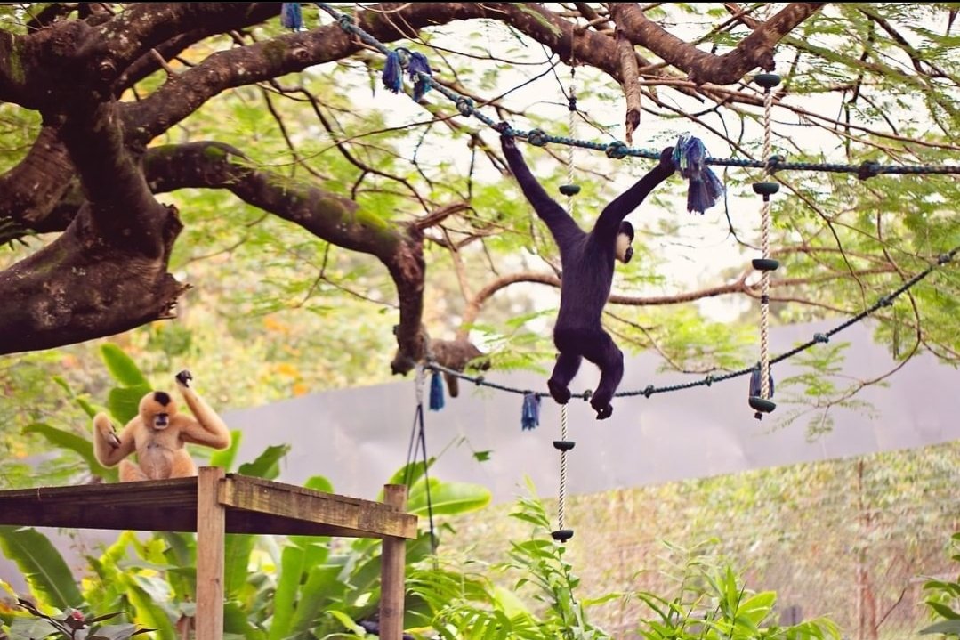 roundgib's tweet photo. Between the beautiful view and all of the different spots to climb, I think any gibbon would be that happy! https://t.co/8lG3ZBh7Lx