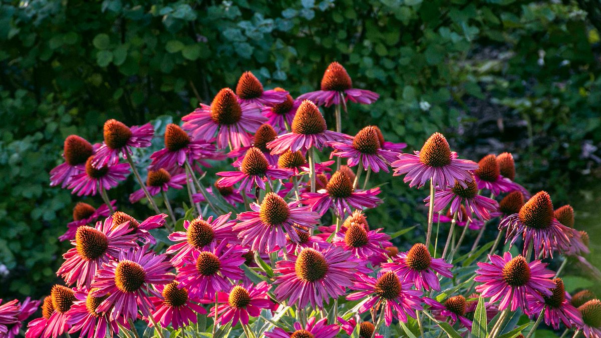 Pittsburgh Botanic Garden (@pbgarden) on Twitter photo The Garden is proud to be part of #RADicalDays2022! Spend a FREE day at the Garden on Wednesday, September 14, thanks to <a href="/radworkshere/">RAD | Allegheny Regional Asset District</a> 💫
Explore the gardens and enjoy music from <a href="/CalliopePGH/">Calliope Pittsburgh</a> and Tuesday Musical Club!
Register here: bit.ly/3JKBrCE
#radworkshere The Garden is proud to be part of #RADicalDays2022! Spend a FREE day at the Garden on Wednesday, September 14, thanks to <a href="/radworkshere/">RAD | Allegheny Regional Asset District</a> 💫
Explore the gardens and enjoy music from <a href="/CalliopePGH/">Calliope Pittsburgh</a> and Tuesday Musical Club!
Register here: bit.ly/3JKBrCE
#radworkshere